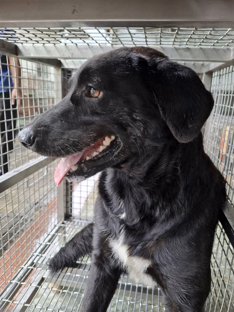 The dog, from the shelter's listing