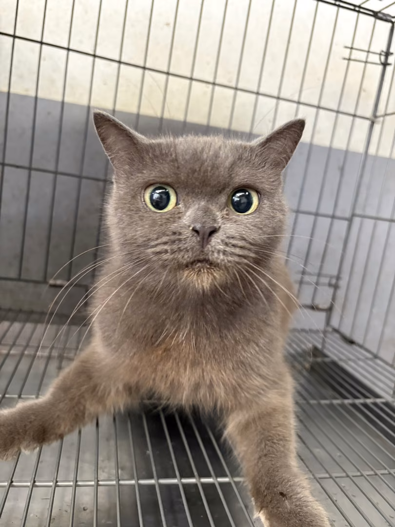 The cat, from the shelter's listing