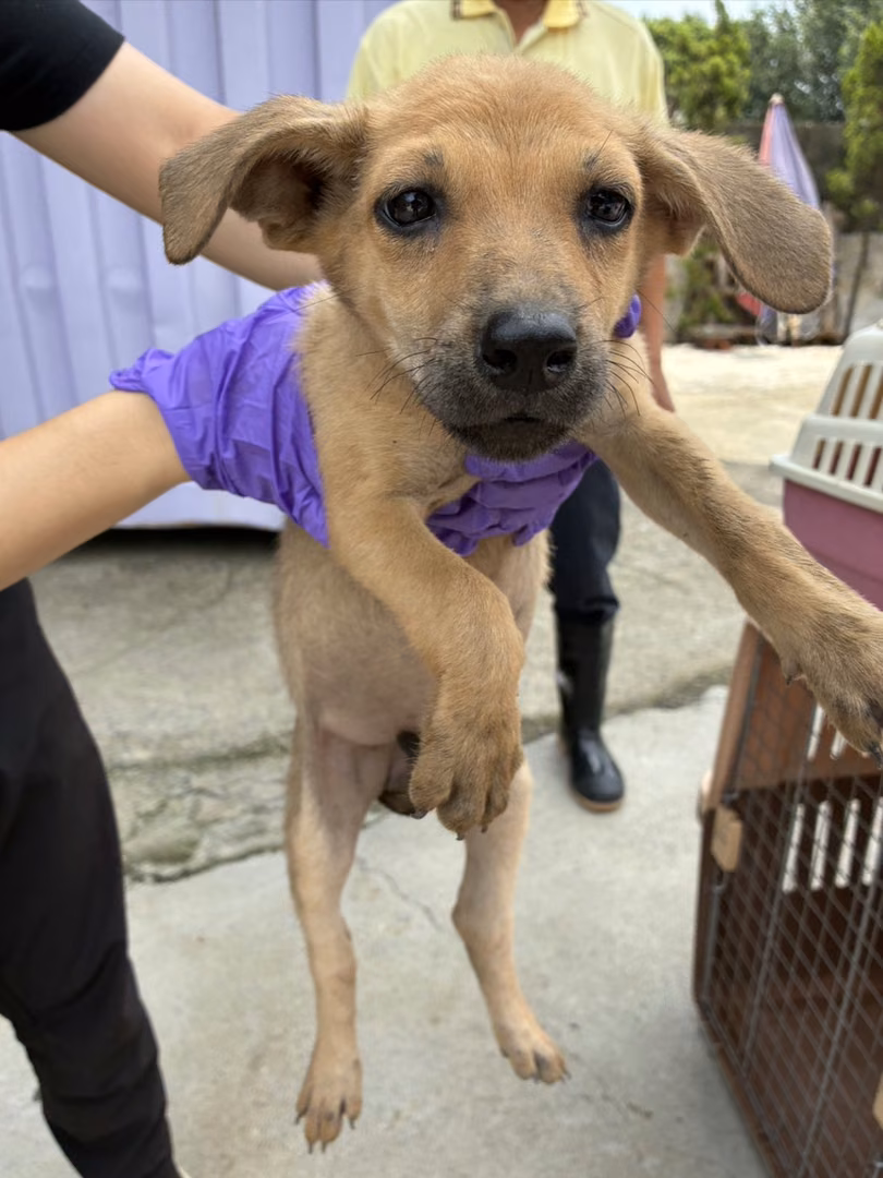 The dog, from the shelter's listing