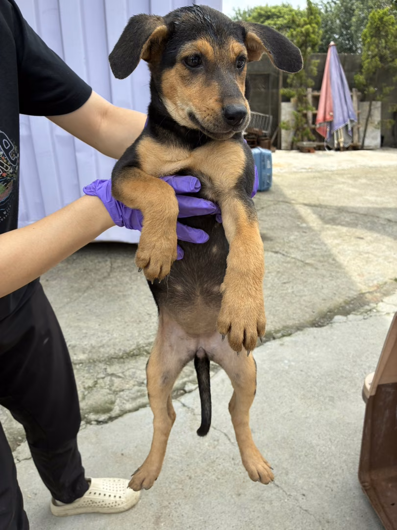 The dog, from the shelter's listing