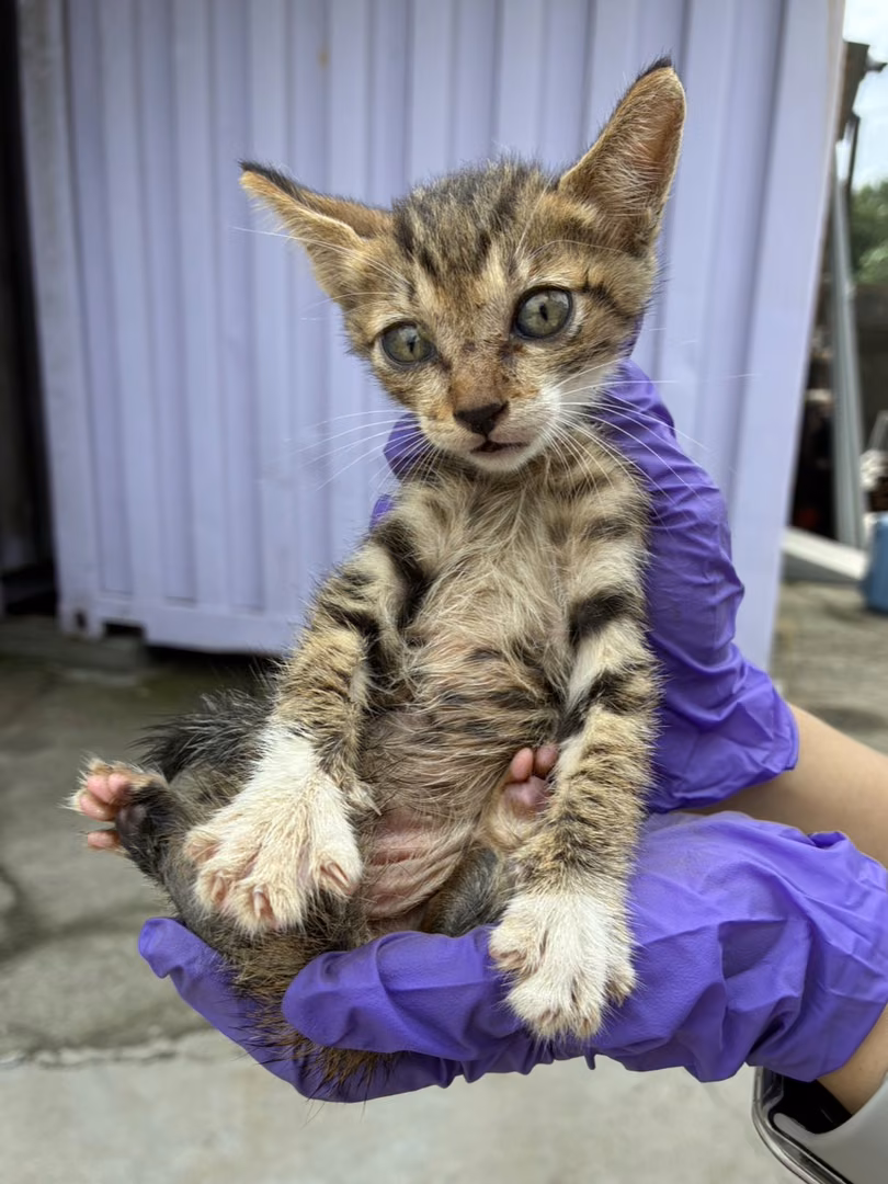 The cat, from the shelter's listing