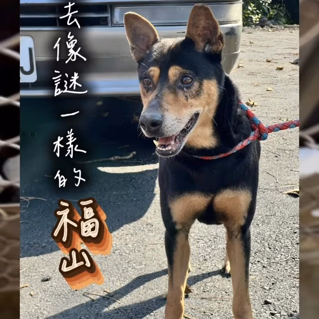 The dog, from the shelter's listing