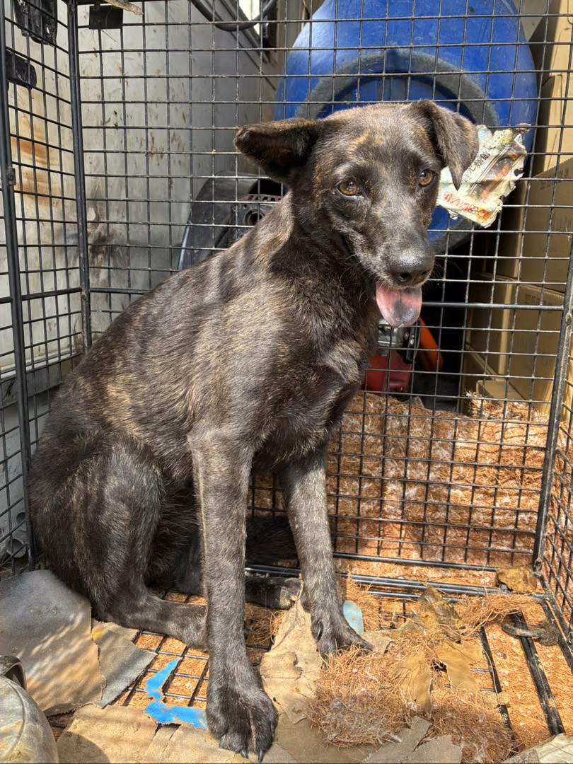 The dog, from the shelter's listing