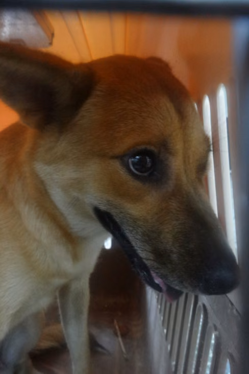 The dog, from the shelter's listing
