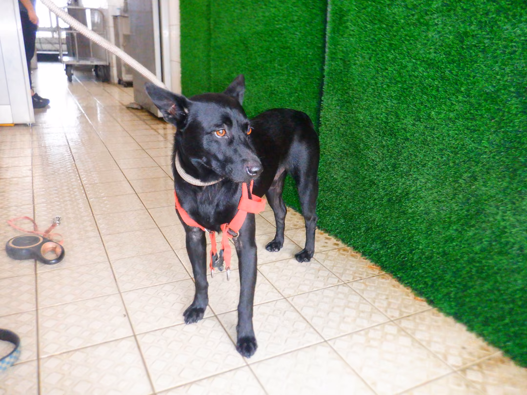 The dog, from the shelter's listing