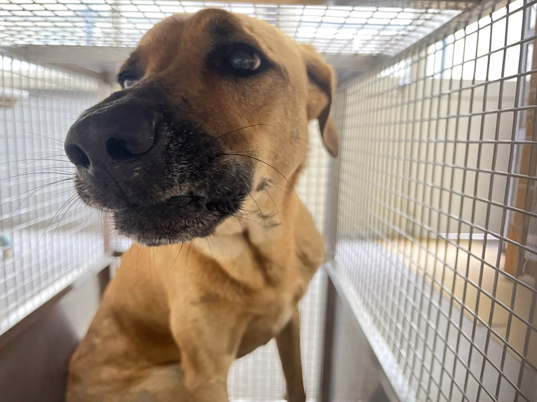 The dog, from the shelter's listing