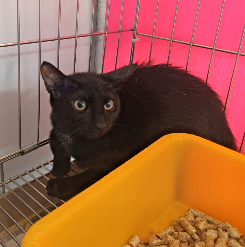 The cat, from the shelter's listing