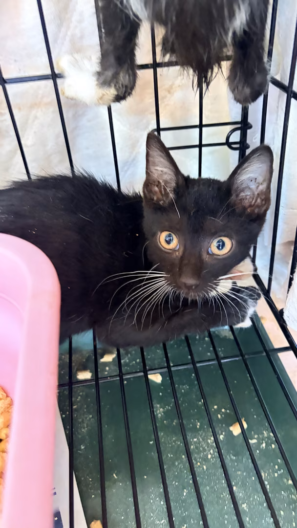 The cat, from the shelter's listing