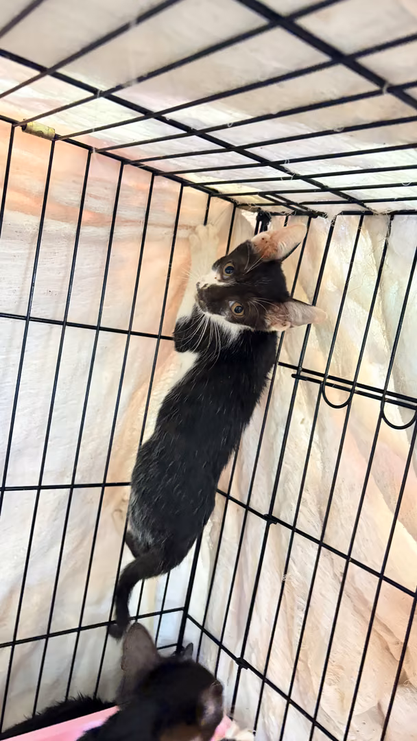 The cat, from the shelter's listing