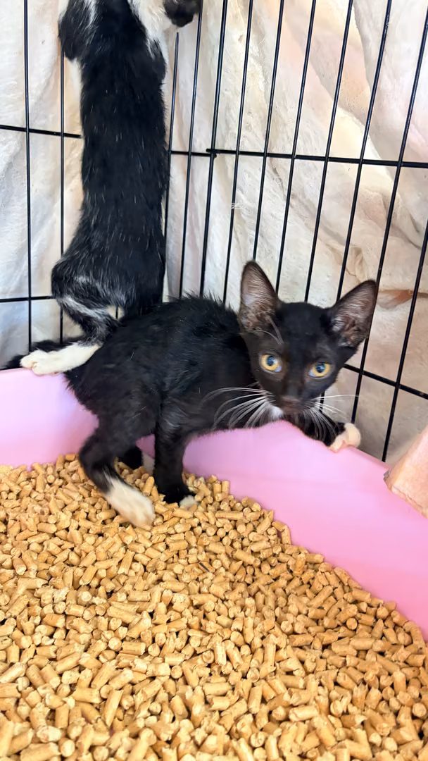 The cat, from the shelter's listing
