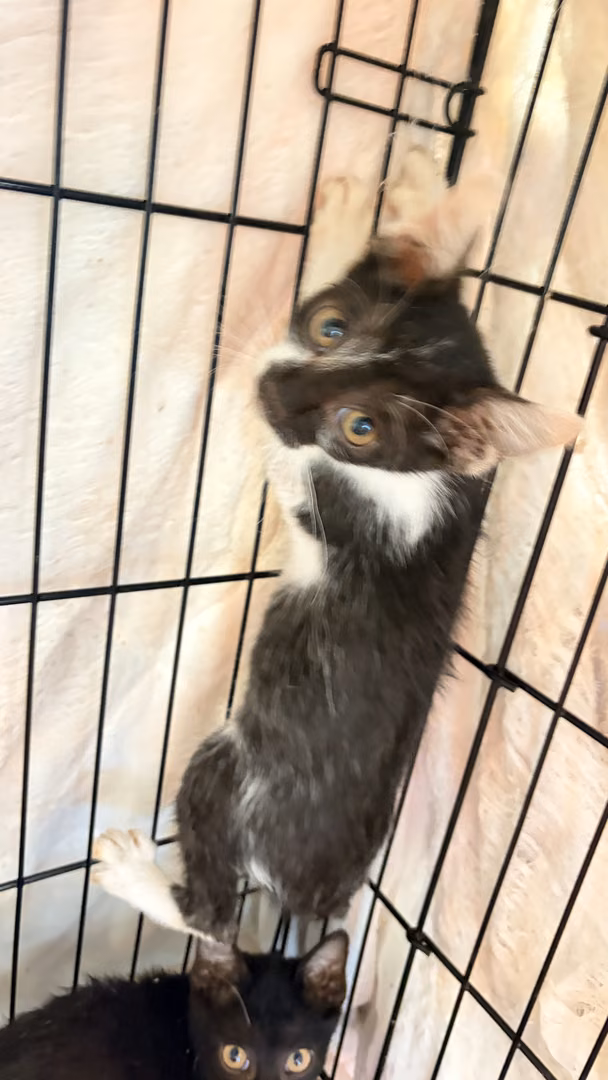 The cat, from the shelter's listing