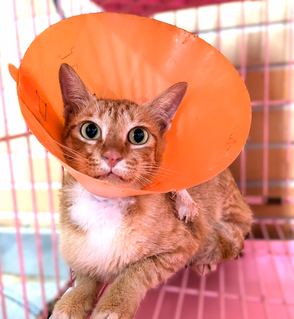 The cat, from the shelter's listing