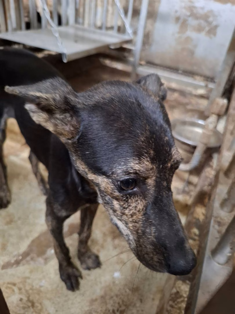 The dog, from the shelter's listing