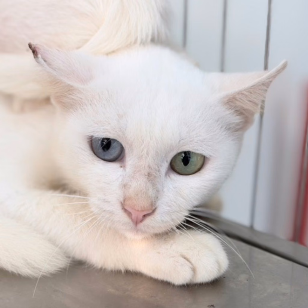 The cat, from the shelter's listing