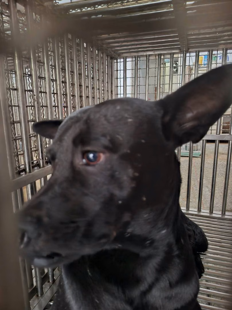 The dog, from the shelter's listing