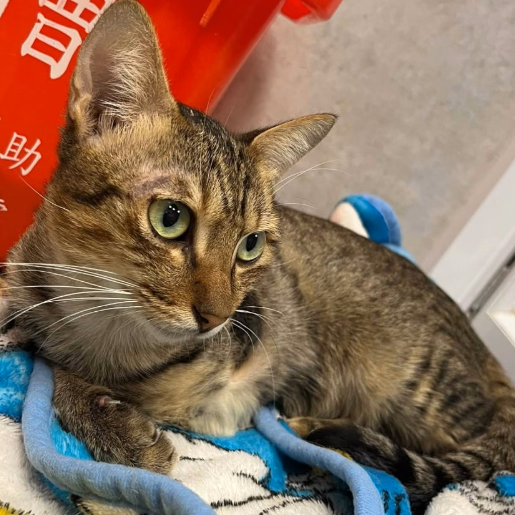 The cat, from the shelter's listing