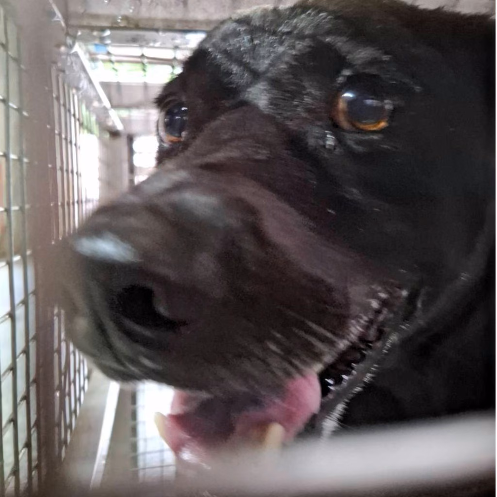 The dog, from the shelter's listing