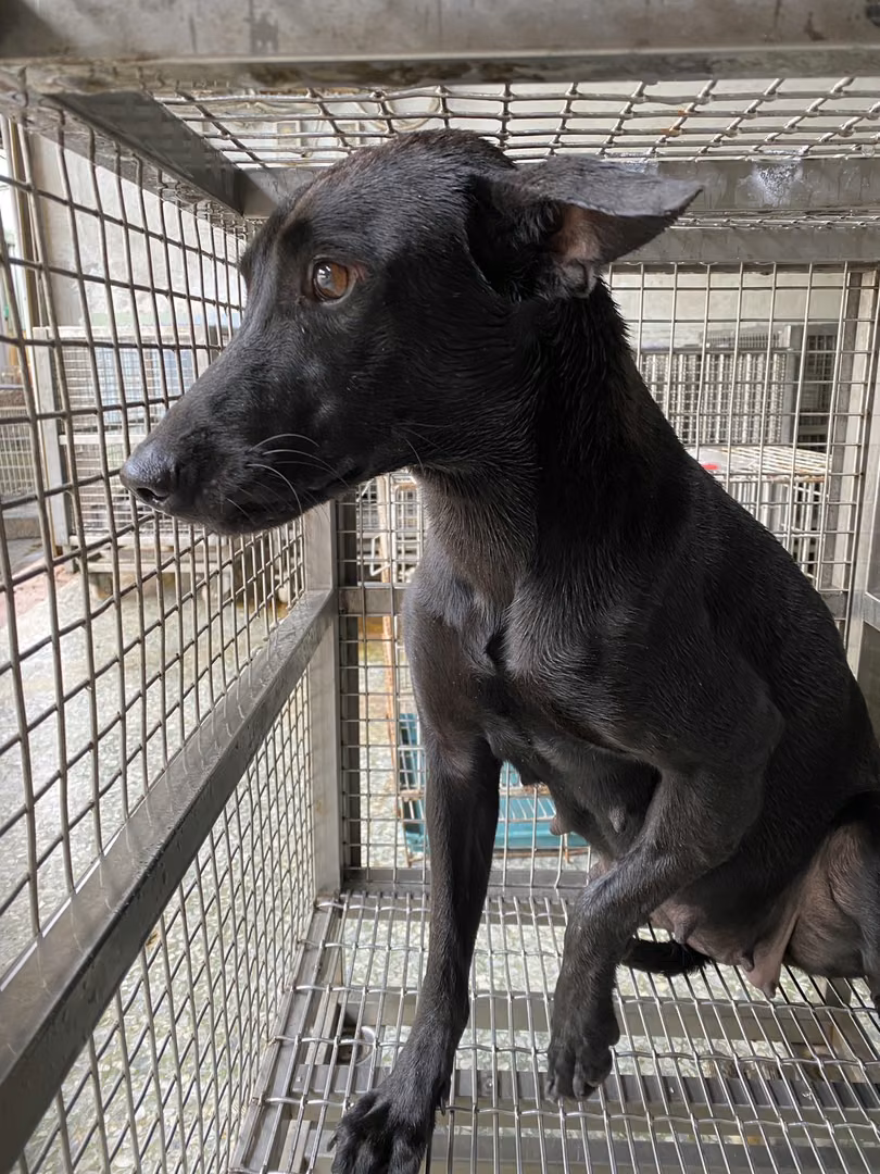 The dog, from the shelter's listing