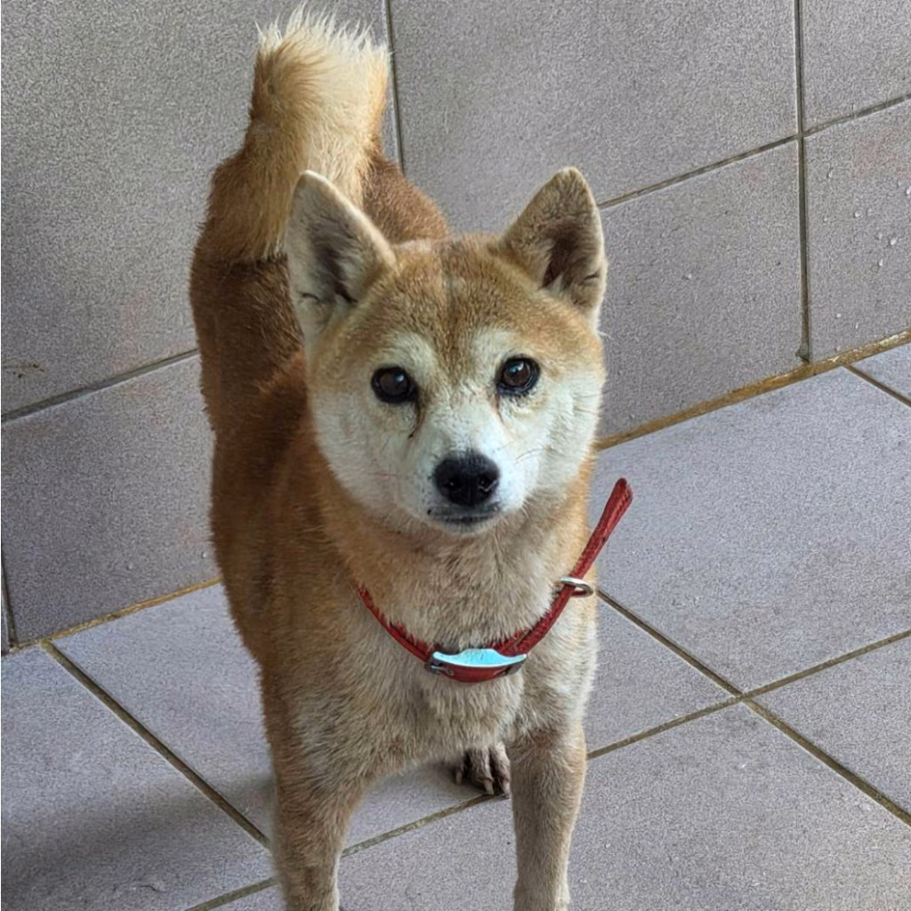 The dog, from the shelter's listing