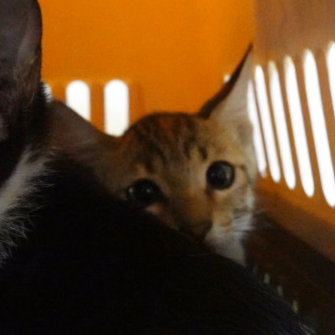 The cat, from the shelter's listing