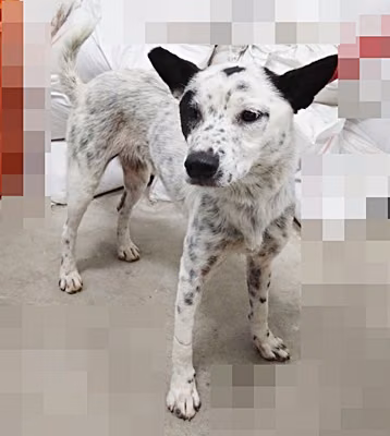 The dog, from the shelter's listing