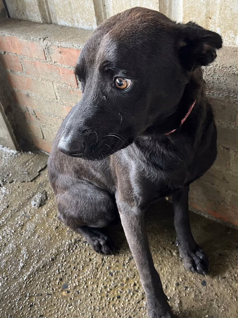The dog, from the shelter's listing