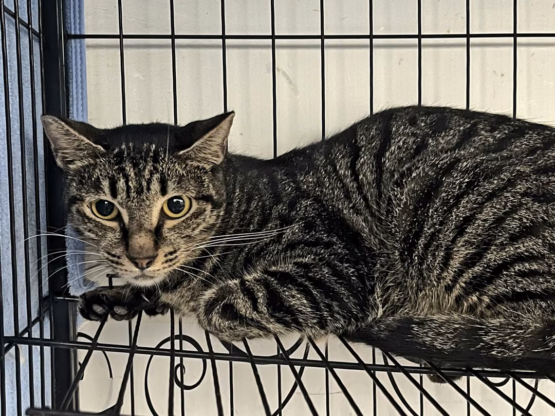 The cat, from the shelter's listing