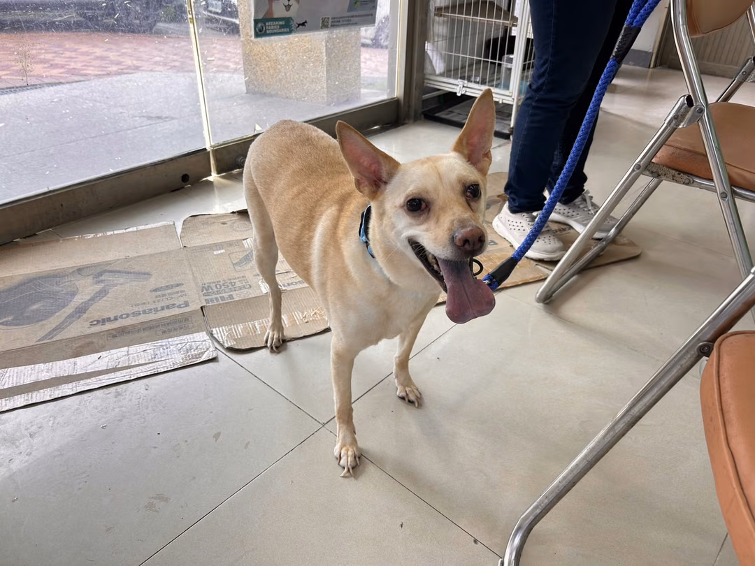 The dog, from the shelter's listing