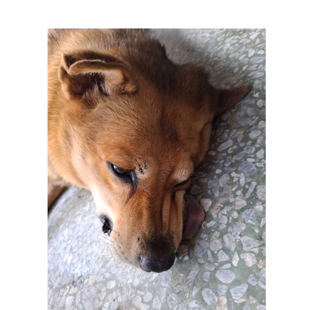 The dog, from the shelter's listing