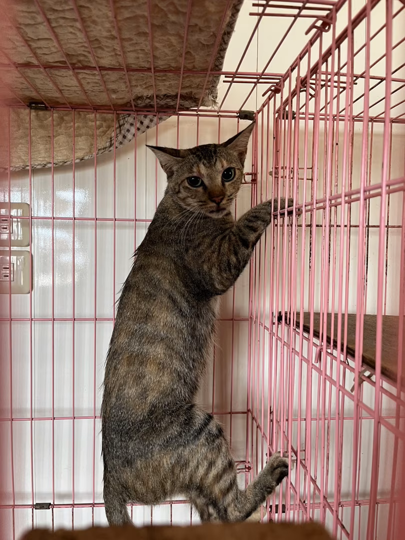 The cat, from the shelter's listing