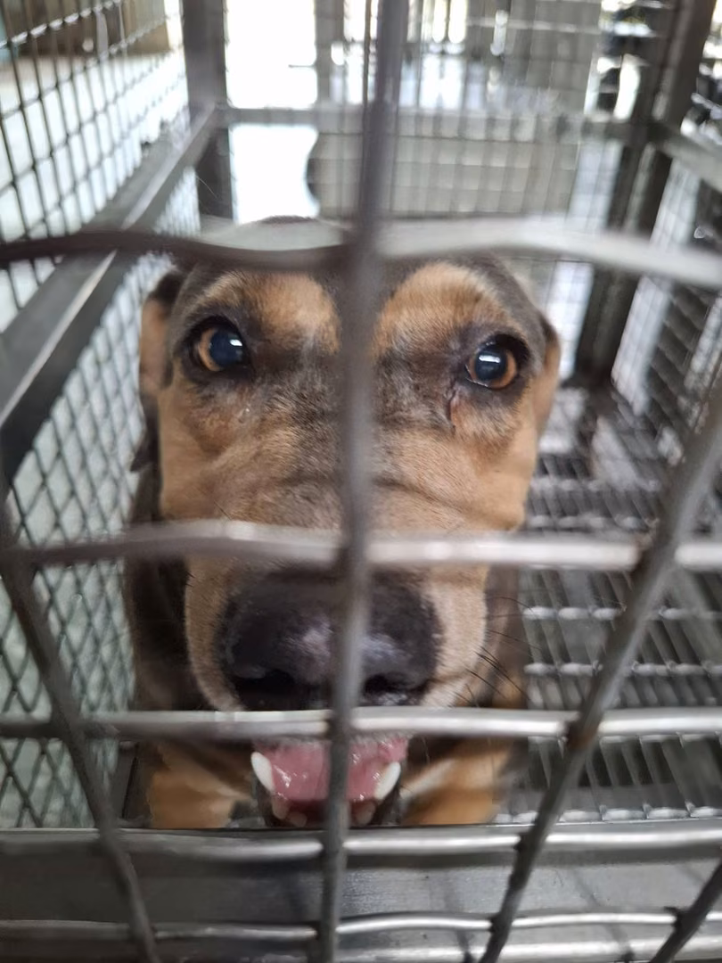 The dog, from the shelter's listing