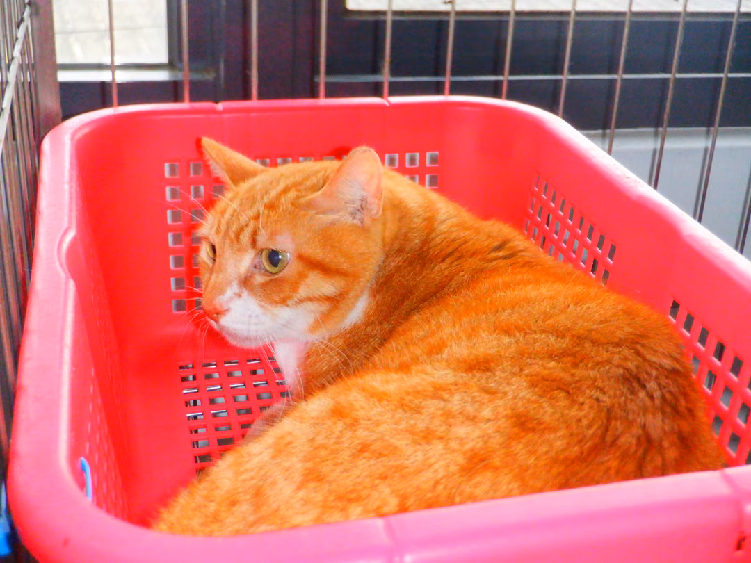 The cat, from the shelter's listing