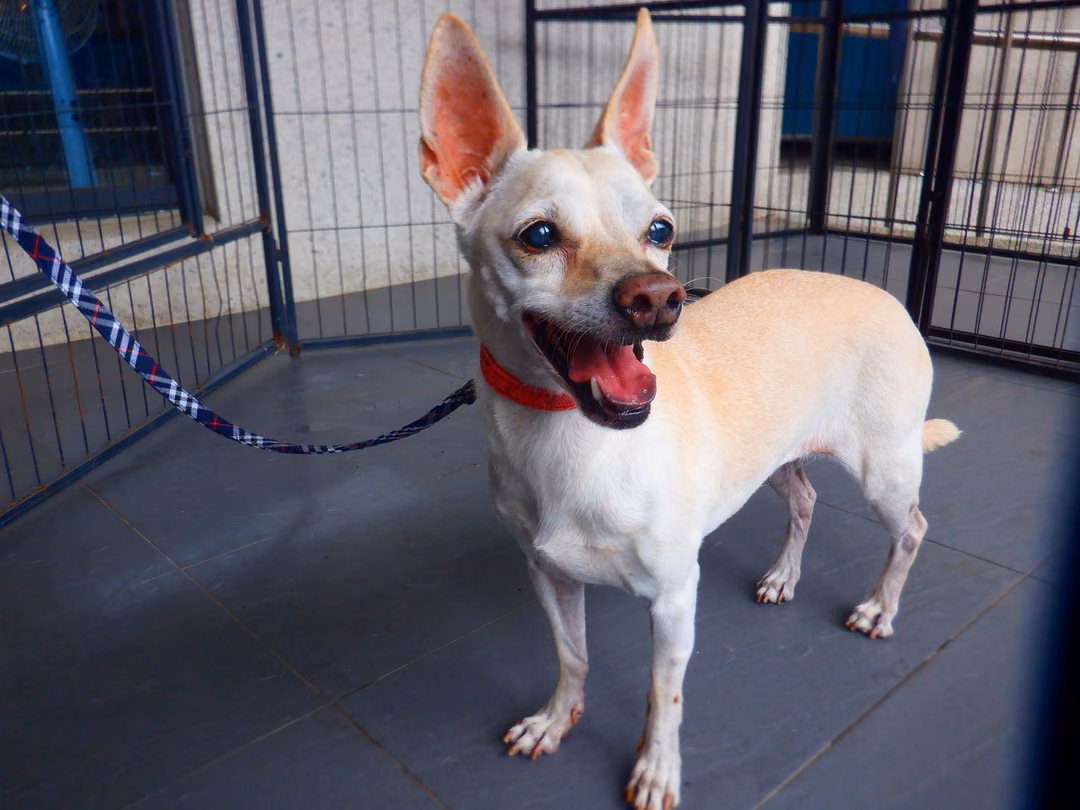 The dog, from the shelter's listing