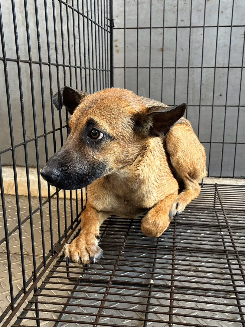 The dog, from the shelter's listing