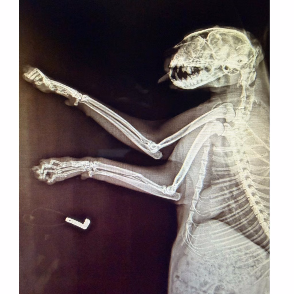 The cat, from the shelter's listing