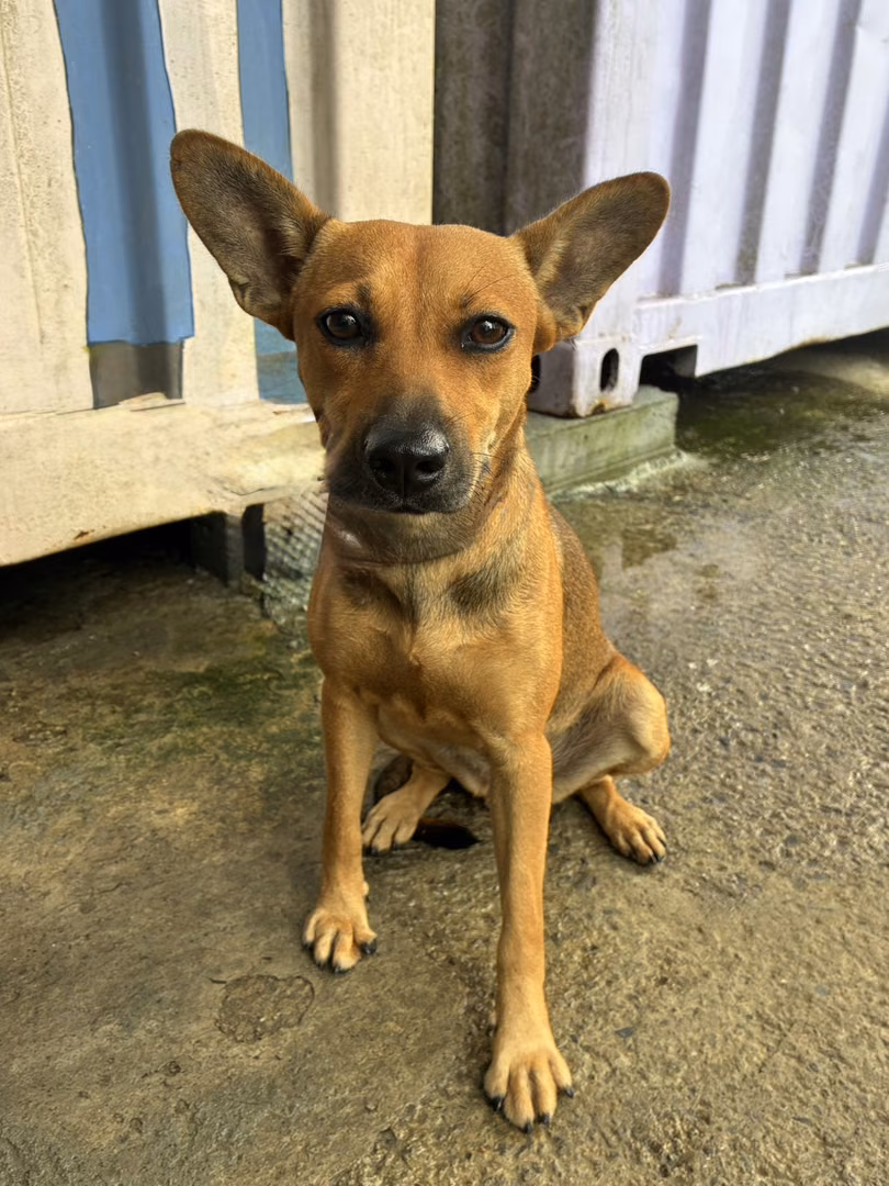 The dog, from the shelter's listing