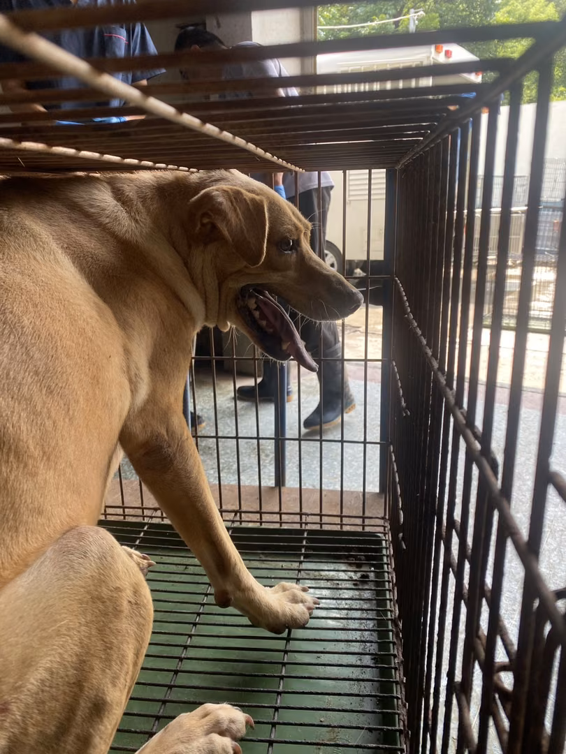 The dog, from the shelter's listing