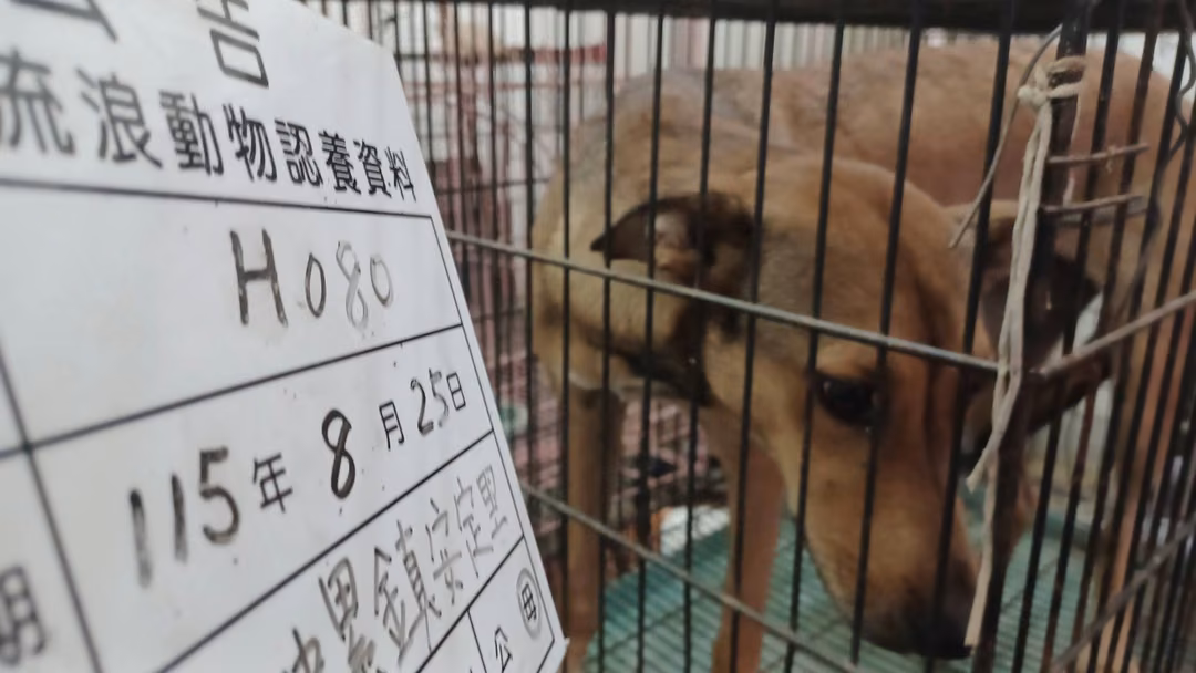 The dog, from the shelter's listing