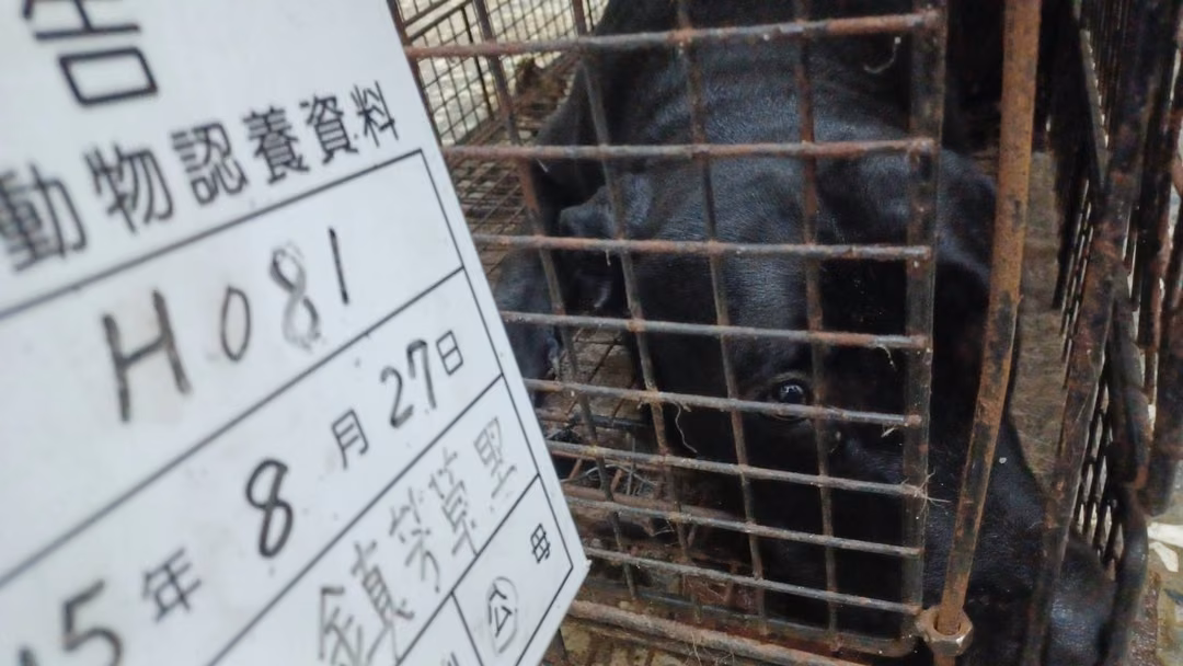 The dog, from the shelter's listing