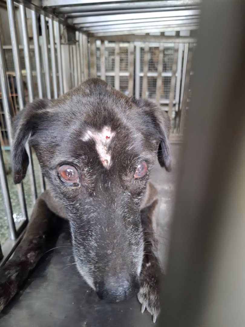 The dog, from the shelter's listing