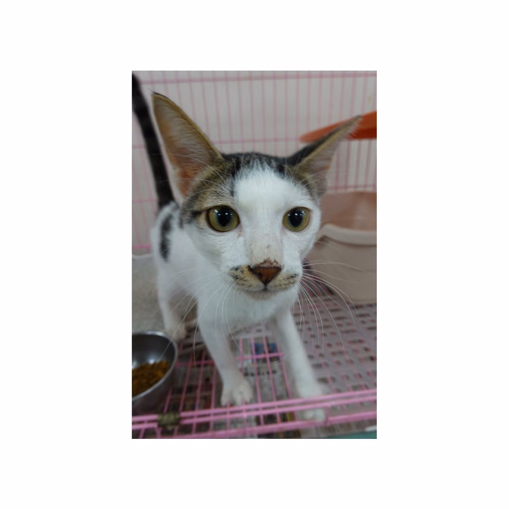 The cat, from the shelter's listing