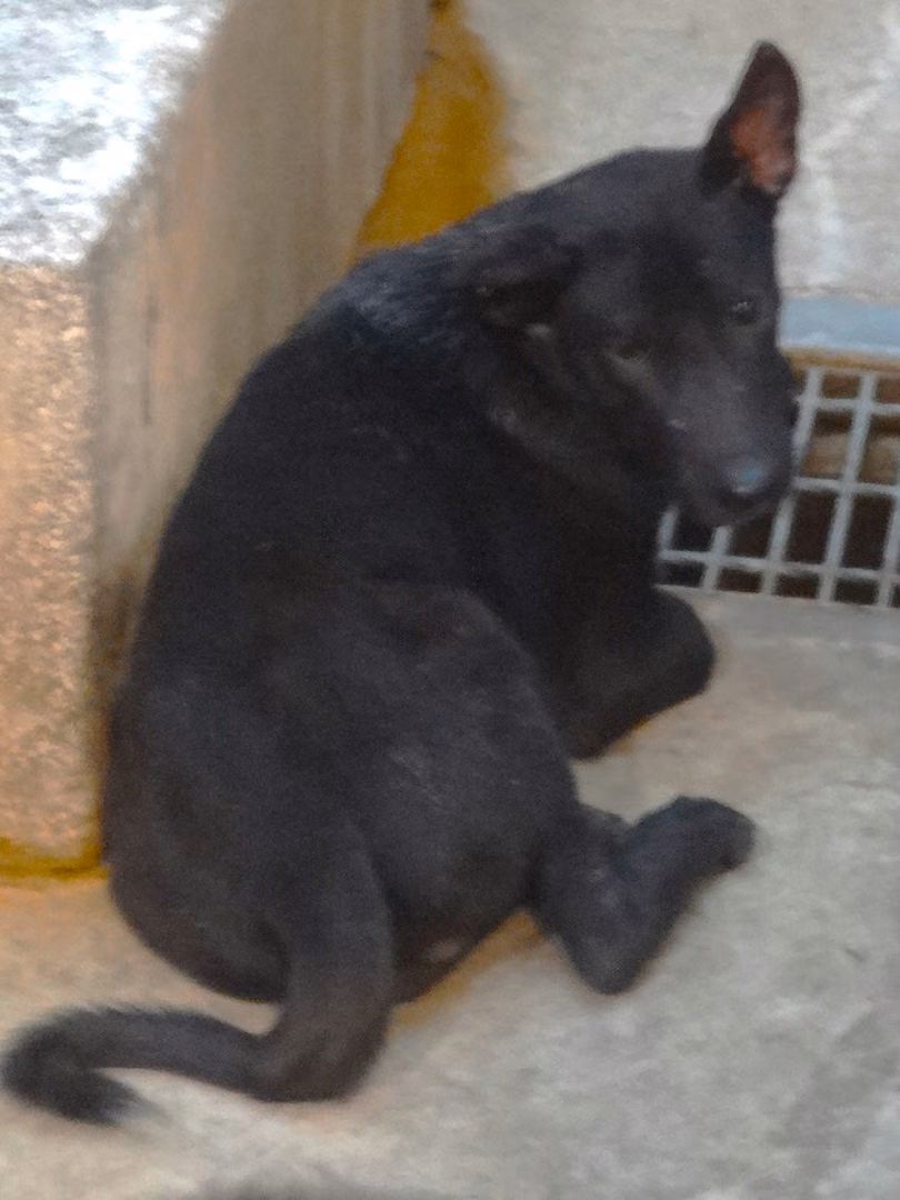 The dog, from the shelter's listing
