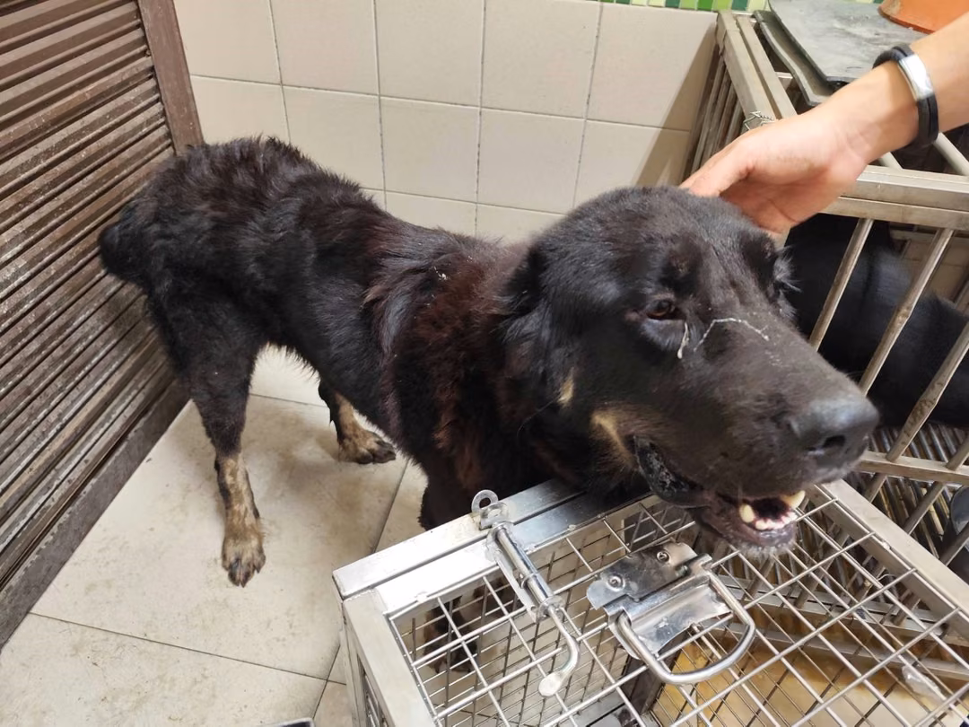 The dog, from the shelter's listing