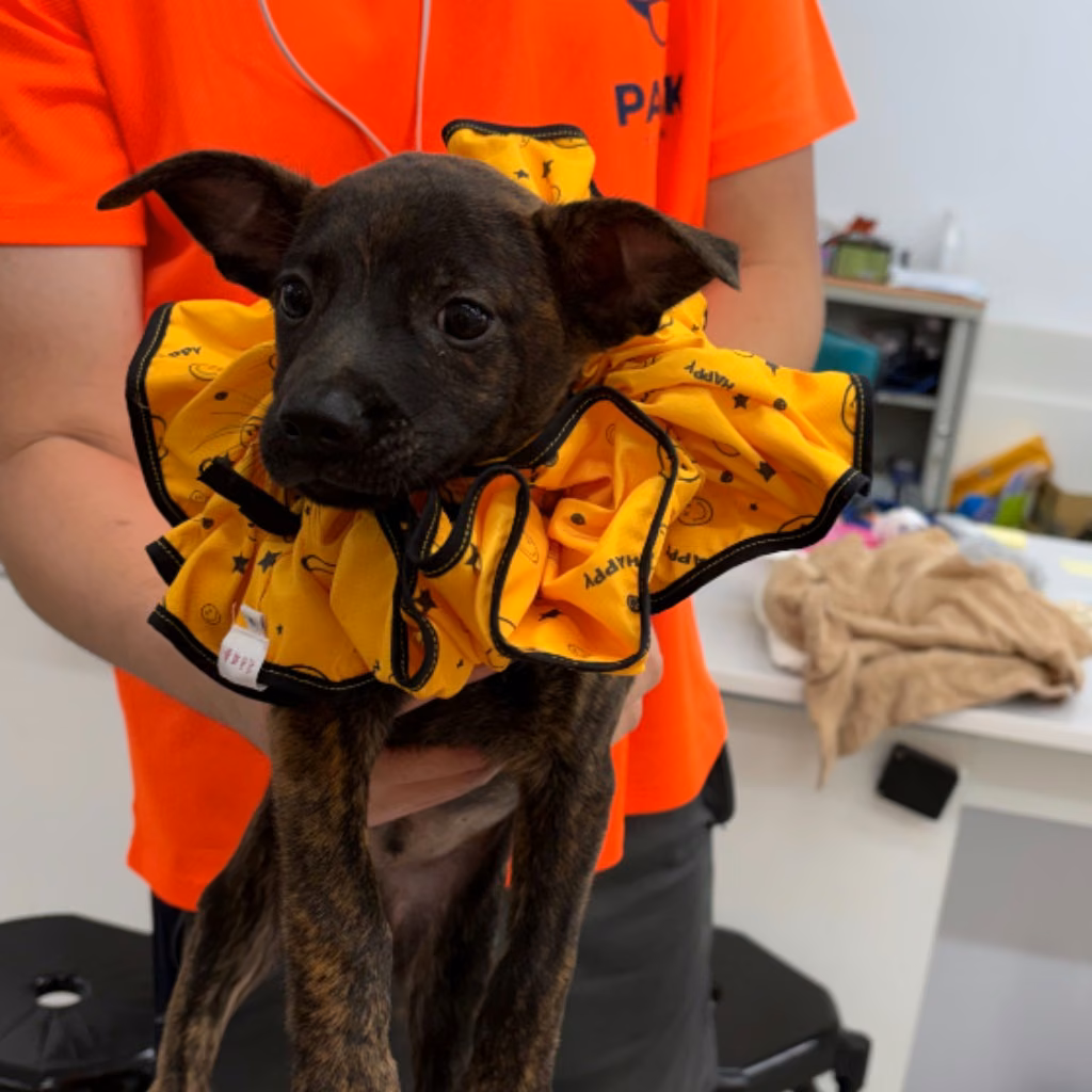 The dog, from the shelter's listing