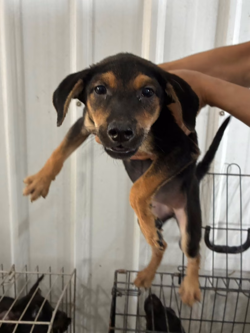 The dog, from the shelter's listing