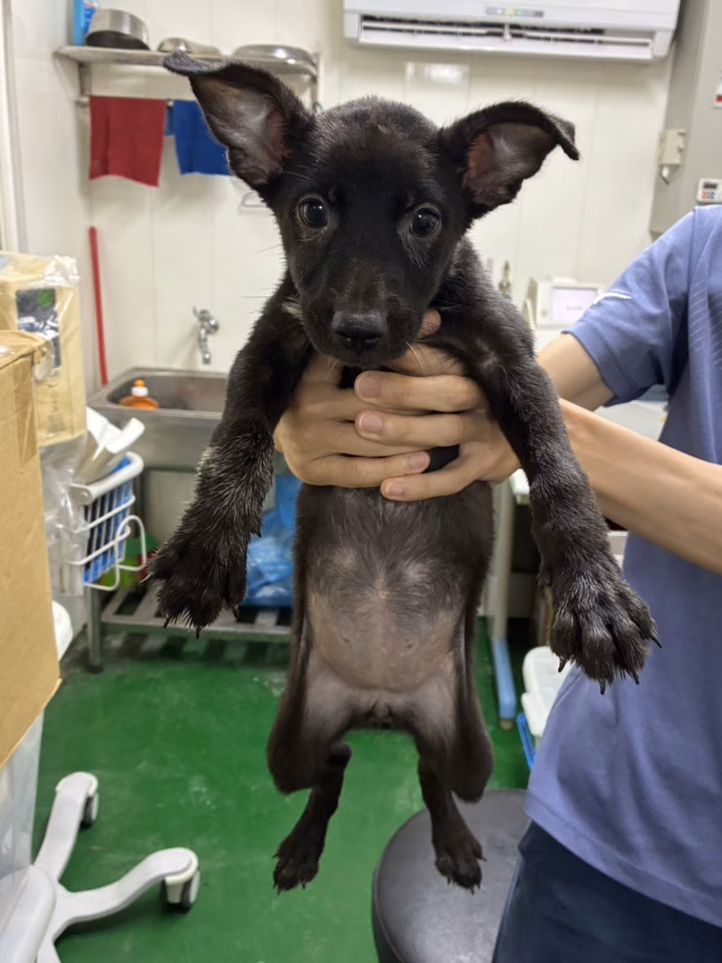 The dog, from the shelter's listing