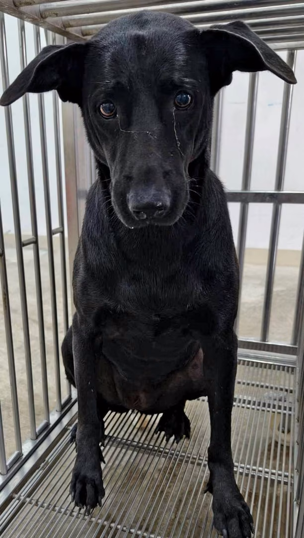 The dog, from the shelter's listing