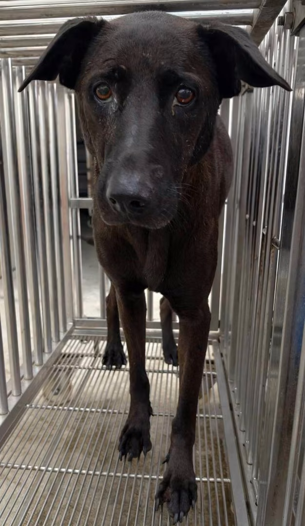 The dog, from the shelter's listing