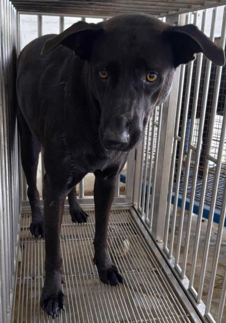 The dog, from the shelter's listing