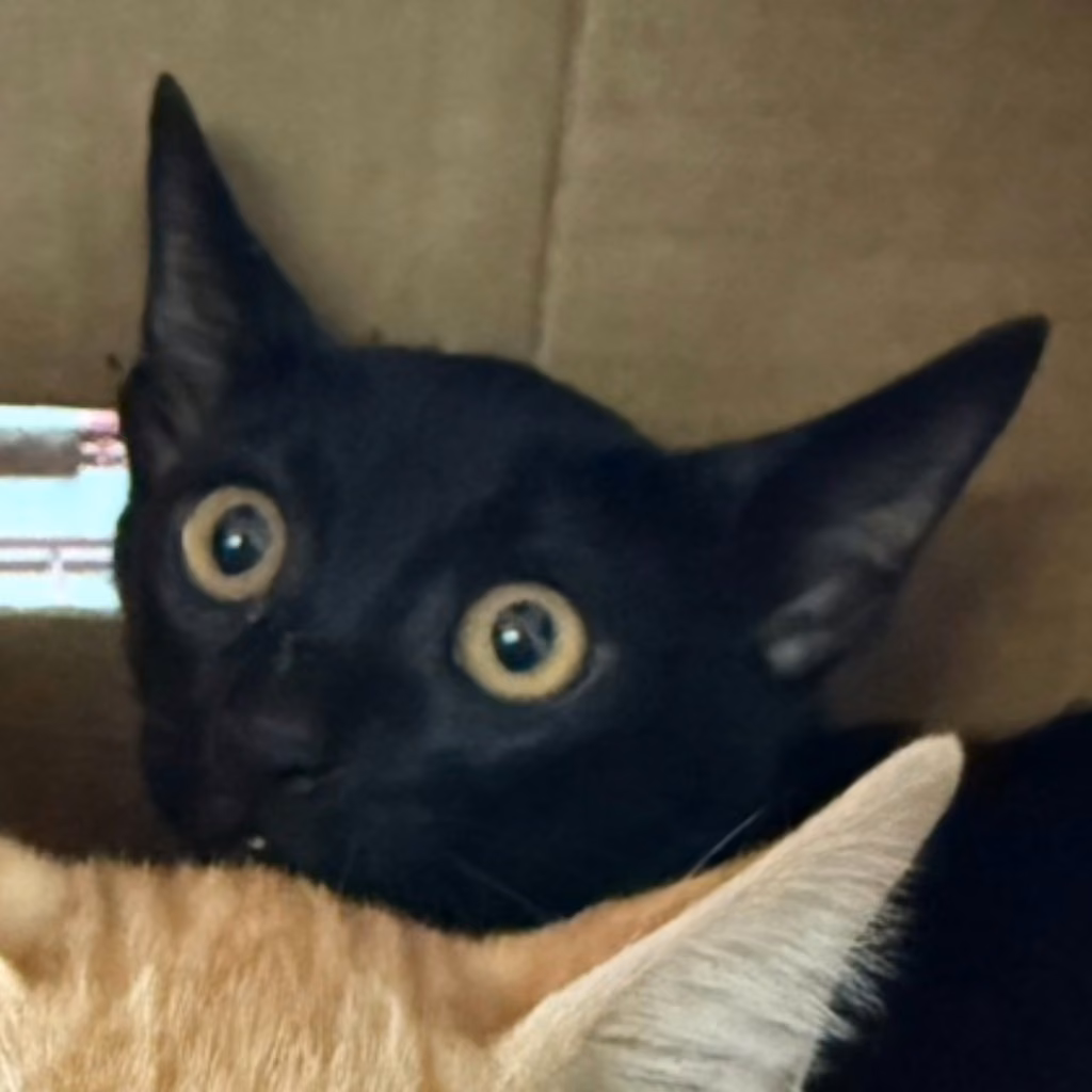 The cat, from the shelter's listing